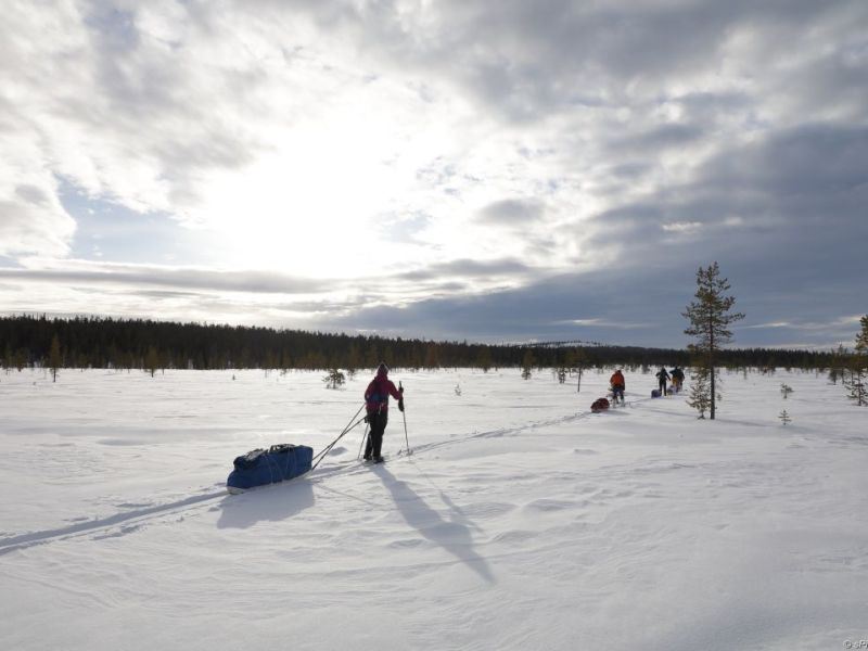 Skiers pulling sledges in Lapland.