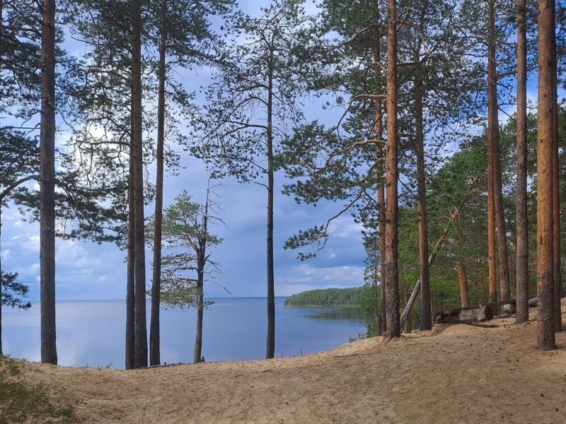 A path on the ridge through pine forest.
