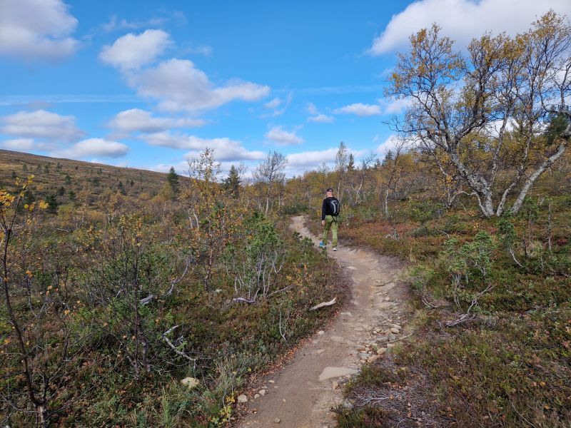 A path through pine forest on the ridge