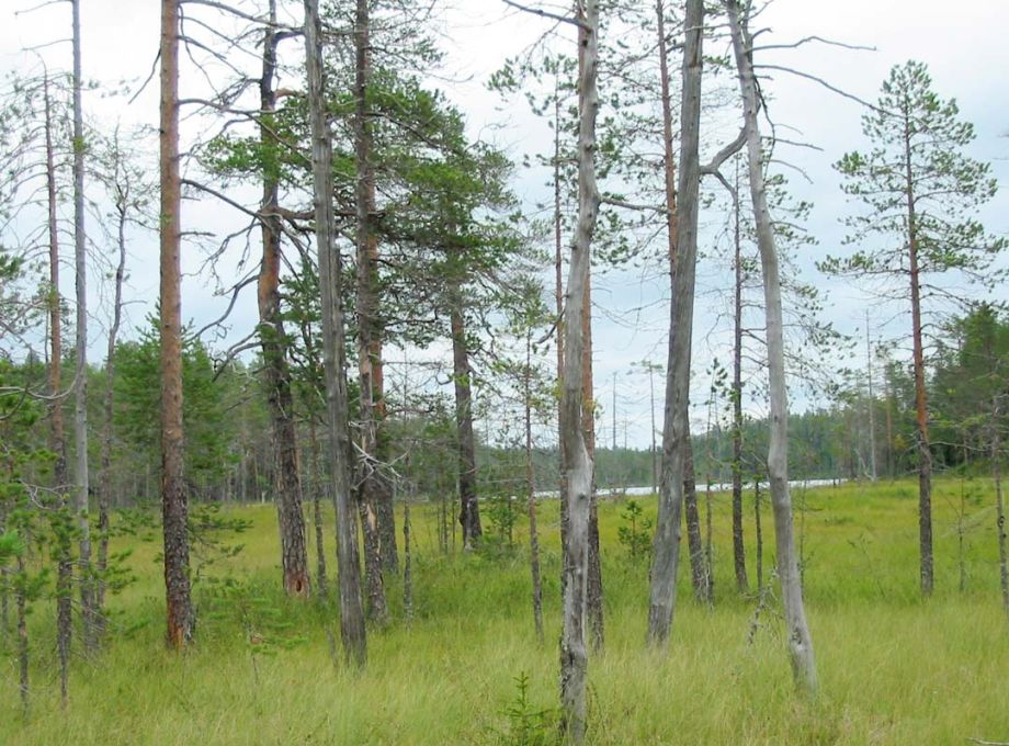 A swamp in the summer