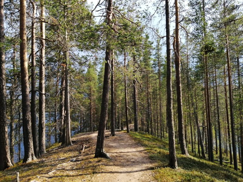 A path through pine forest on the ridge