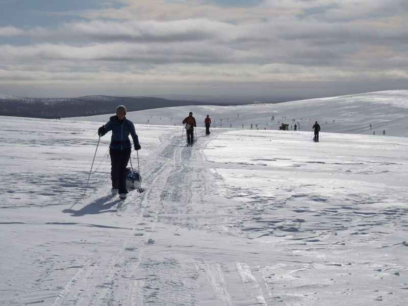Skiers pulling sledges on a fell in Lapland.