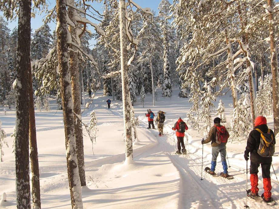A queue of snowshoers on a trail through the forest. Trees are covered by snow and it is a sunny day.