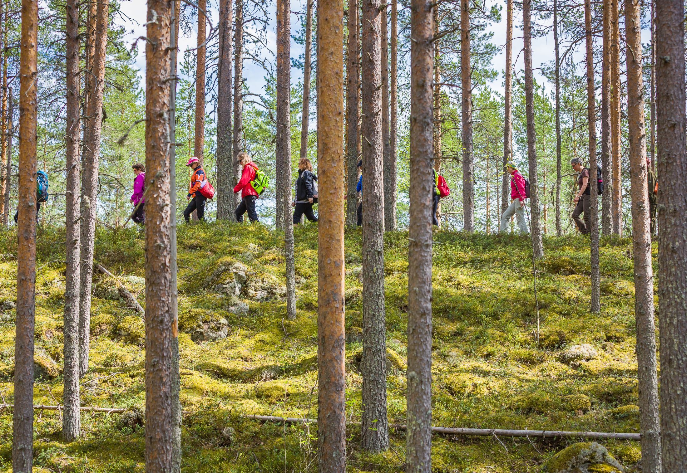 A queue of hikers walking through a pine forest. 