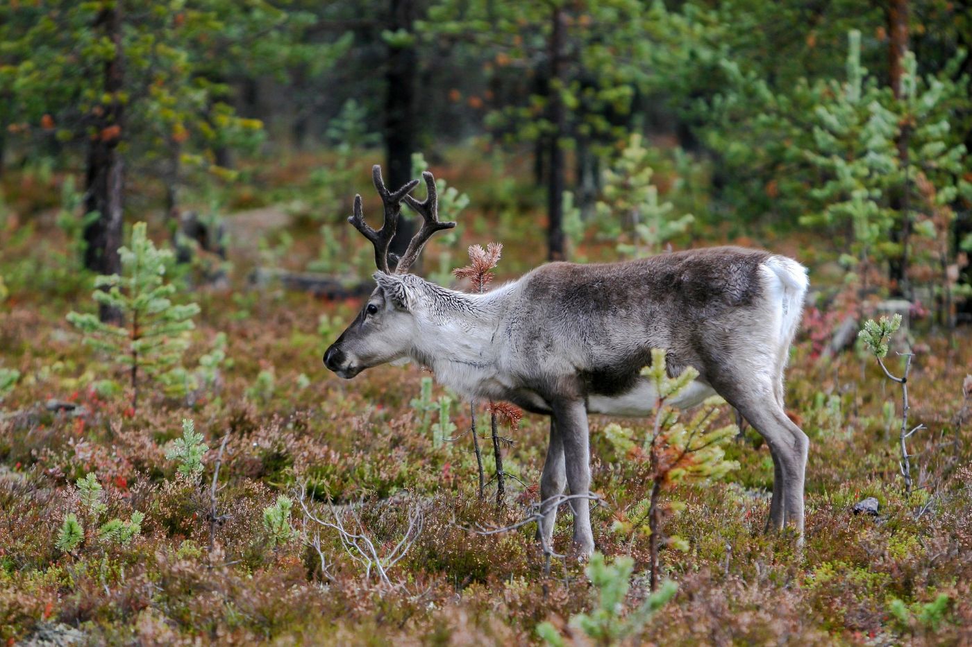 A reindeer