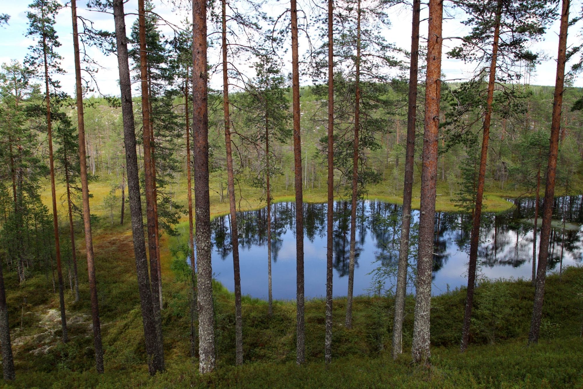 A small pond in the forest