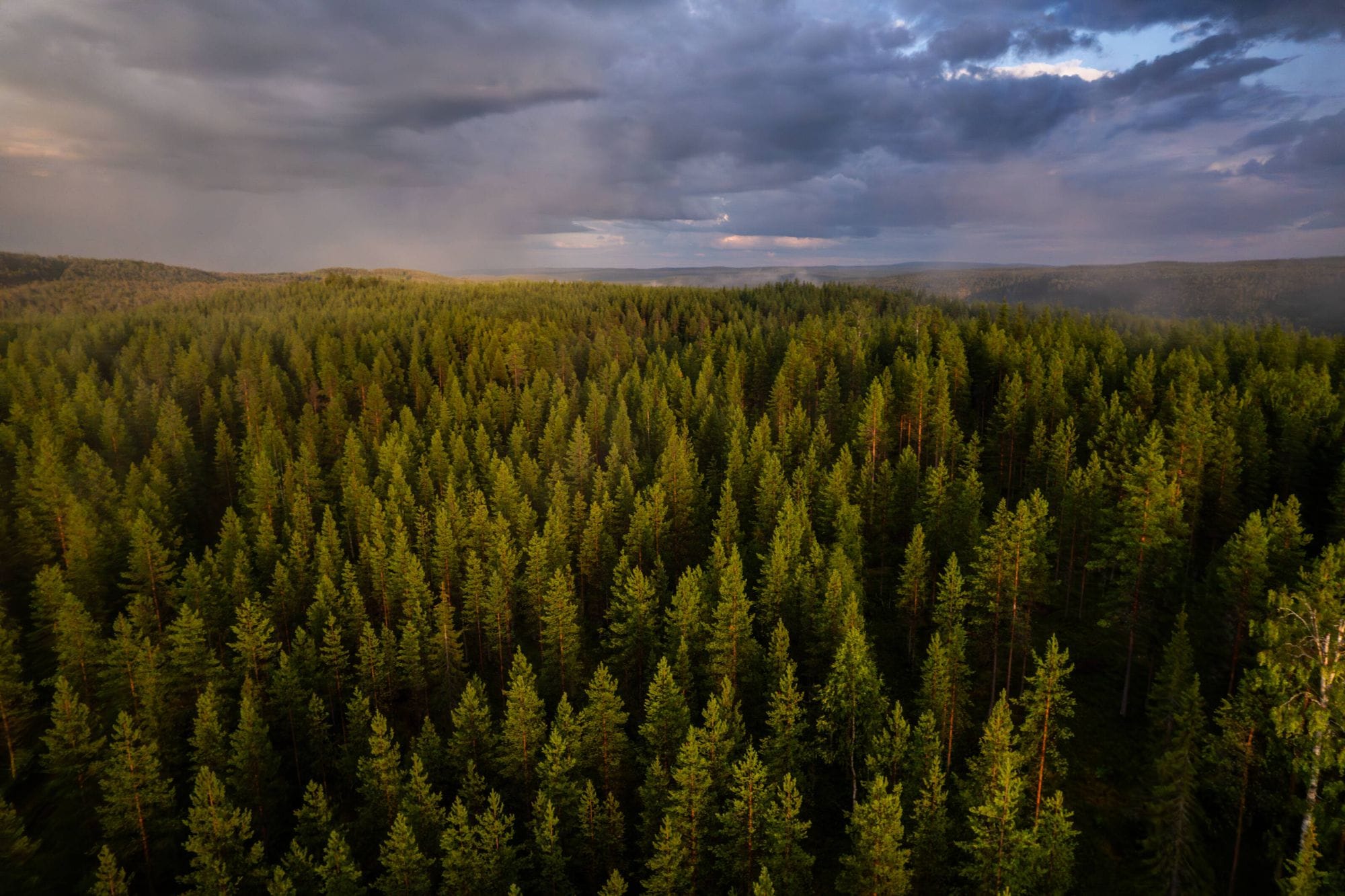 A conifer forest from a drone