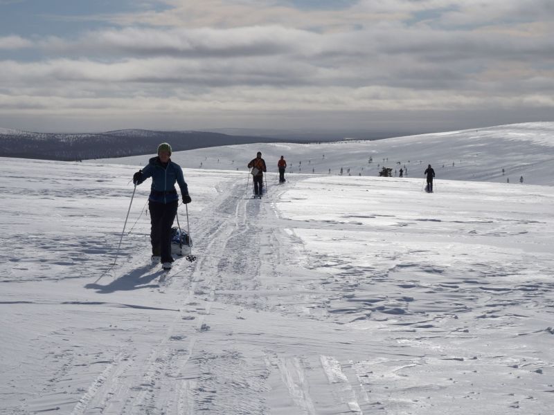 Skiers pulling pulks on a fell in Lapland.