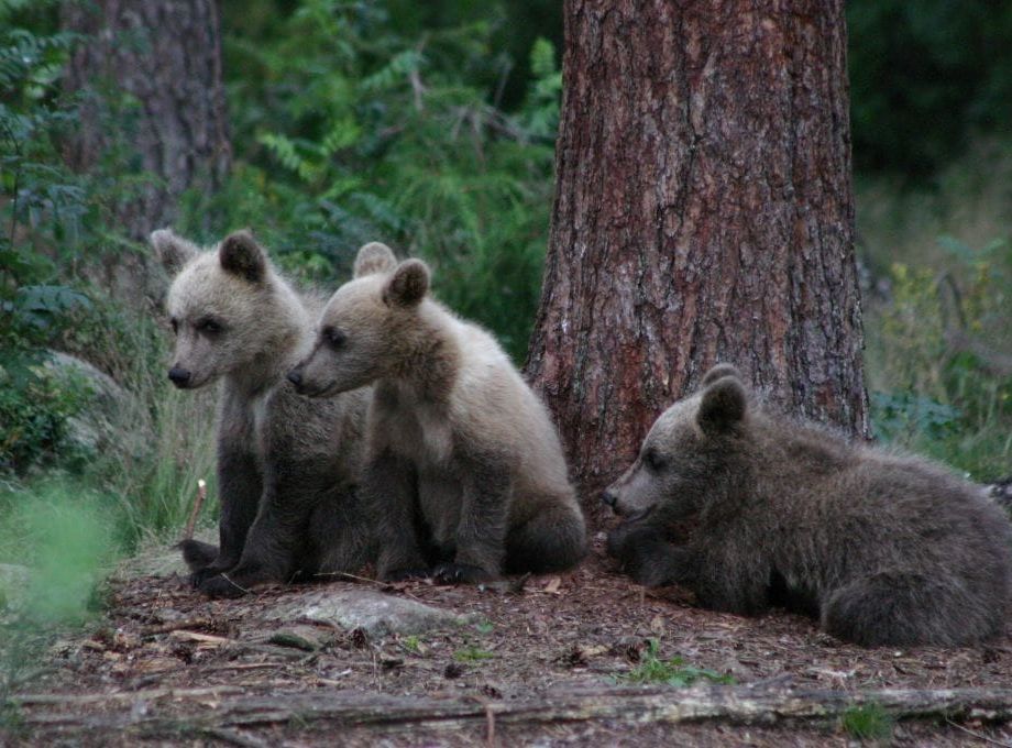 Three bear cubs