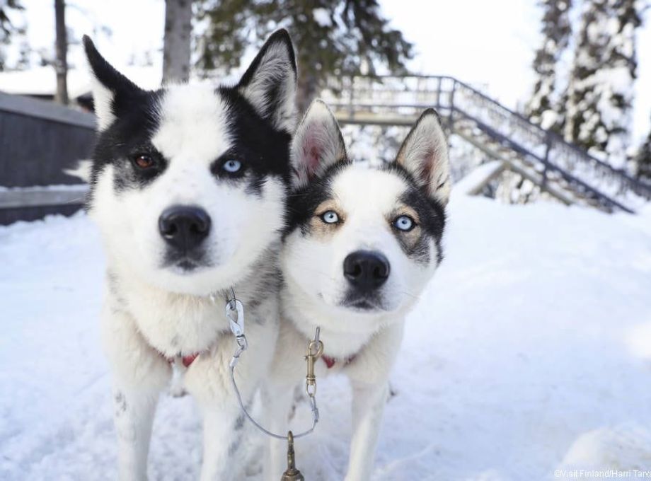 Two huskies ready to go for a safari.
